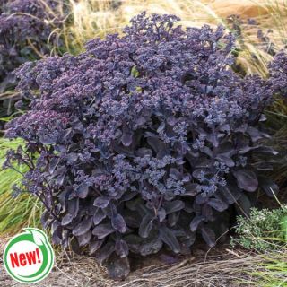 Back in Black Sedum Thumbnail